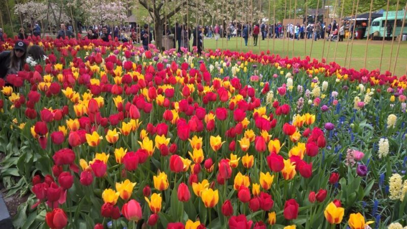 From Amsterdam: Keukenhof and Zaanse Schans Small Group Tour - FAQs