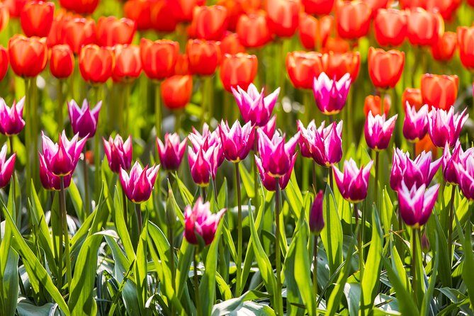 From Amsterdam: Keukenhof Gardens Ticket and Transfer - The Details of Your Itinerary