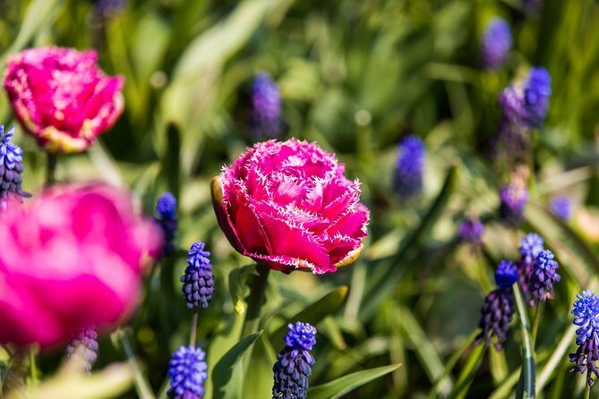 From Amsterdam: Keukenhof Gardens Ticket and Transfer - Who Should Consider This Tour?