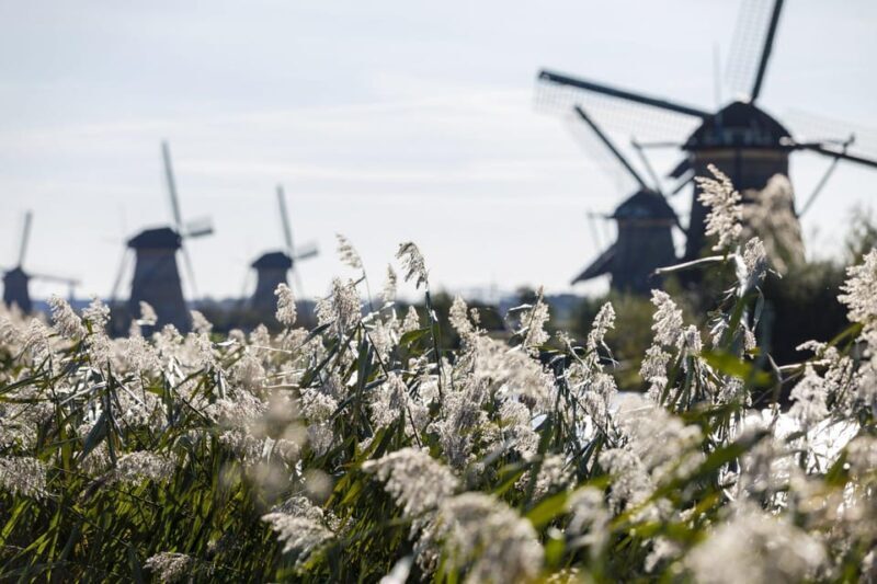 From Amsterdam: Kinderdijk, Delft & Mauritshuis Private Tour - Key Points
