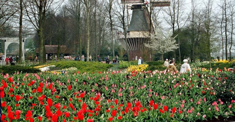 From Amsterdam: Private Day Trip to Keukenhof & De Tulperij - Key Points