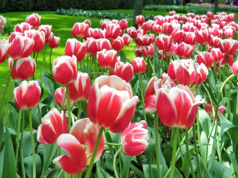 From Amsterdam: Small Group Keukenhof & City Tour Delft - Into the Heart of Delft: The Dutch Town Charm