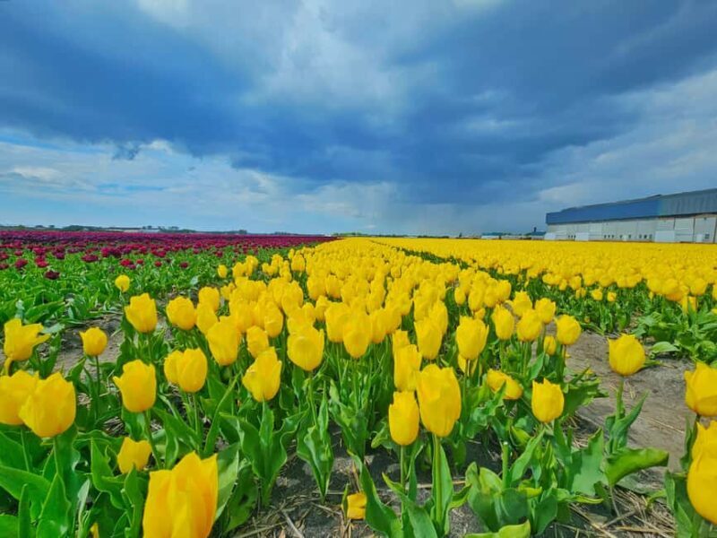 From Amsterdam: Small Group Keukenhof & City Tour Delft - FAQ