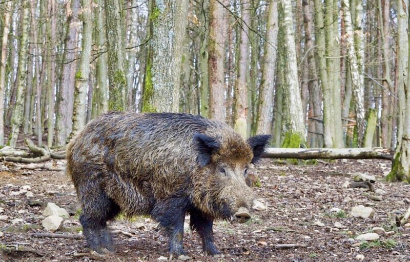 From Amsterdam: Small Group Tour NP Hoge Veluwe (Van Gogh) - What’s the Experience Really Like?