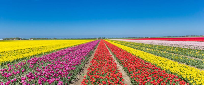 From Amsterdam: take the famous Tulip route tour - What to Expect from the Tulip Route Tour