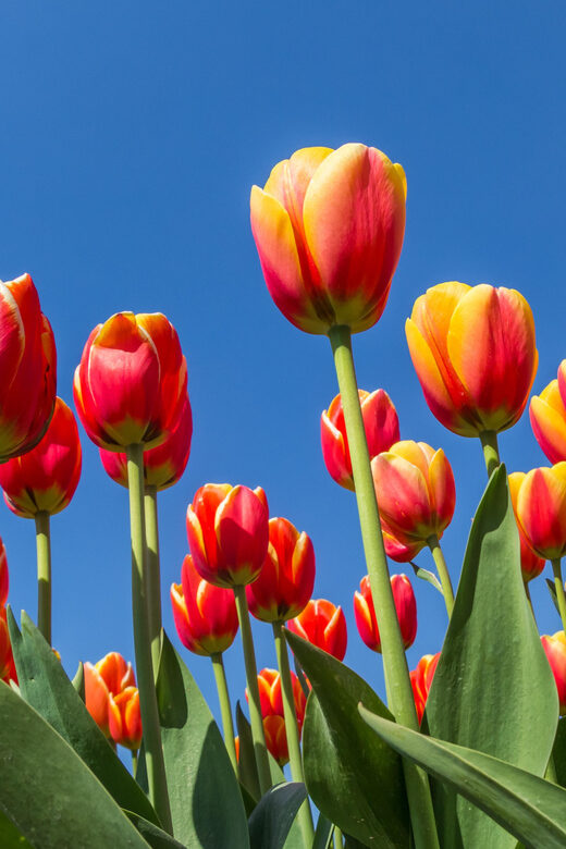 From Amsterdam: take the famous Tulip route tour - What We Like and What to Keep in Mind