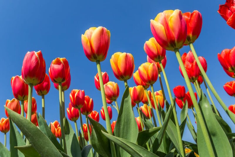 From Amsterdam: take the famous Tulip route tour - Final Thoughts