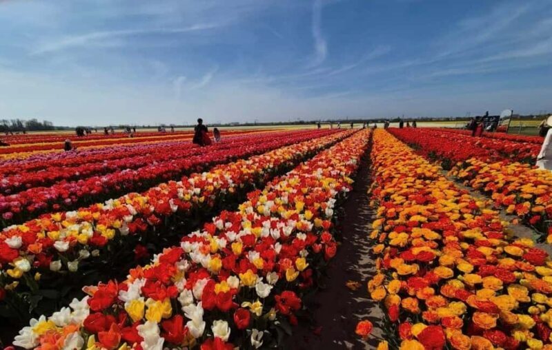 From Amsterdam: Tulip Field Experience  The Tulip Barn - Key Points