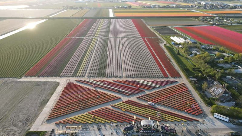 From Amsterdam: Tulip Field Experience  The Tulip Barn - Final Thoughts