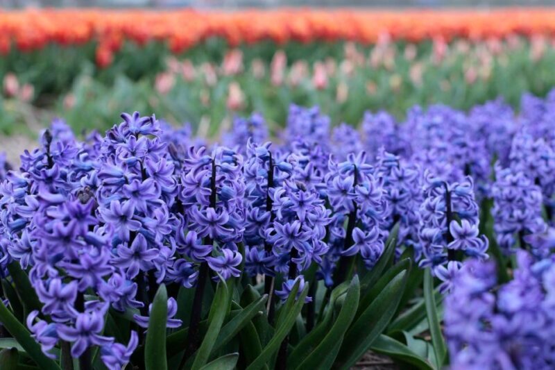 From Amsterdam: Tulip Fields of Holland Tour - Who Is This Tour Perfect For?