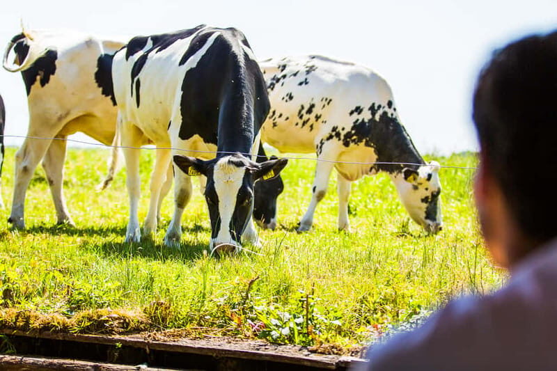 From Amsterdam: Ultimate Giethoorn Experience with Boat Tour - Who Is This Tour Best For?