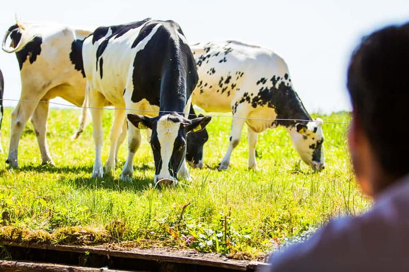 From Amsterdam: Ultimate Giethoorn Experience with Boat Tour - Free time in Giethoorn: how to spend your hours