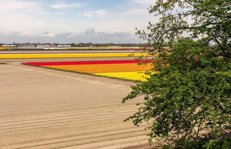 From Amsterdam: VIP Keukenhof Tulip Tour with Private Driver - Who Is This Tour Best For?