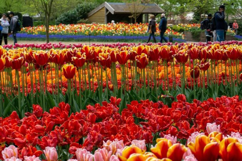 From Amsterdam: VIP Keukenhof Tulip Tour with Private Driver - FAQs