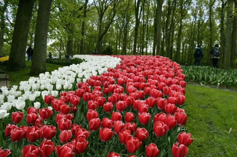 From Amsterdam: VIP Keukenhof Tulip Tour with Private Driver - Final Thoughts
