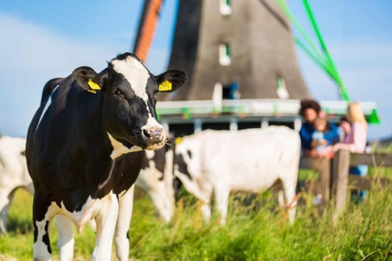 From Amsterdam: Zaanse Schans, Volendam & Marken Day Trip - Key Points