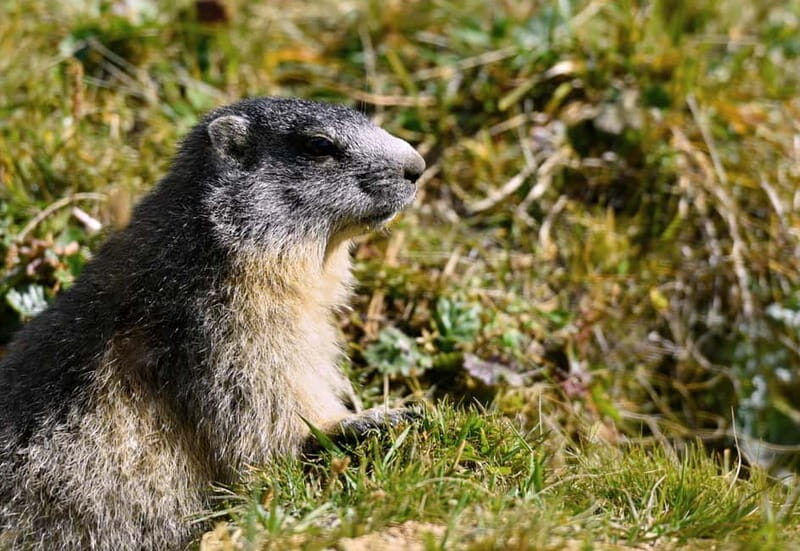 From Annecy: Half-day in Talloires and Château Menthon St Bernard - What Could Be Better