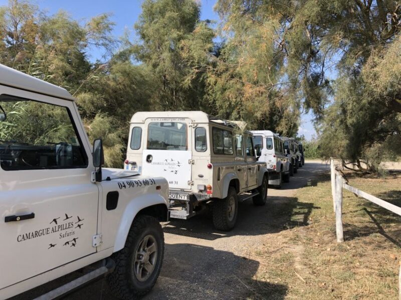 From Arles: Half-Day 4x4 Camargue Safari - The Experience Breakdown