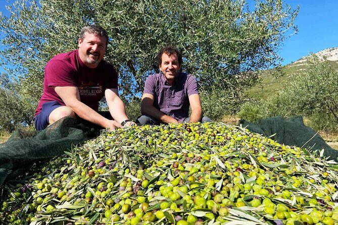 From Athens: Olive Oil Tasting, Olive Grove & Wine Experience - Practical Details & Tips