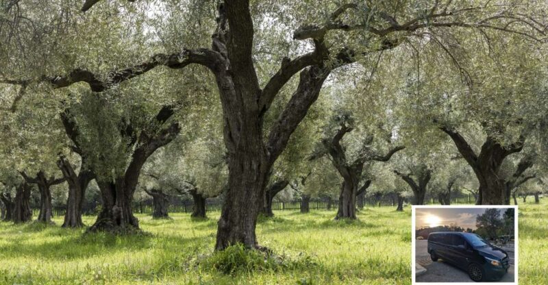 From Athens: Wine, Oil, & Cheese Tasting in Nemea & Argolis - Cost and Value Assessment