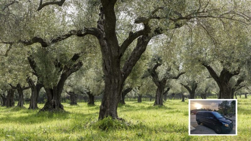 From Athens: Wine, Oil, & Cheese Tasting in Nemea & Argolis - Who Would Love This Tour?