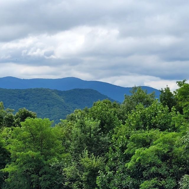 From Atlanta: Half-Day or Full-Day Wine Country Tasting Trip - An In-Depth Look at the Tour Experience