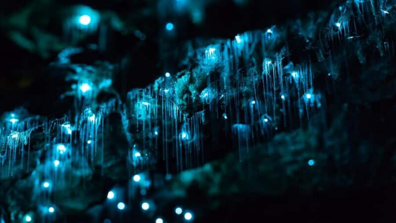 From Auckland: Day Trip to Waitomo Glow Worm Caves - Key Points