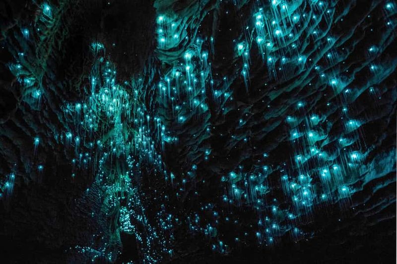 From Auckland: Hobbiton & Waitomo Caves Day Trip with Lunch - Waitomo Glowworm Caves by Boat: Why the Cave Ride Is the Main Event