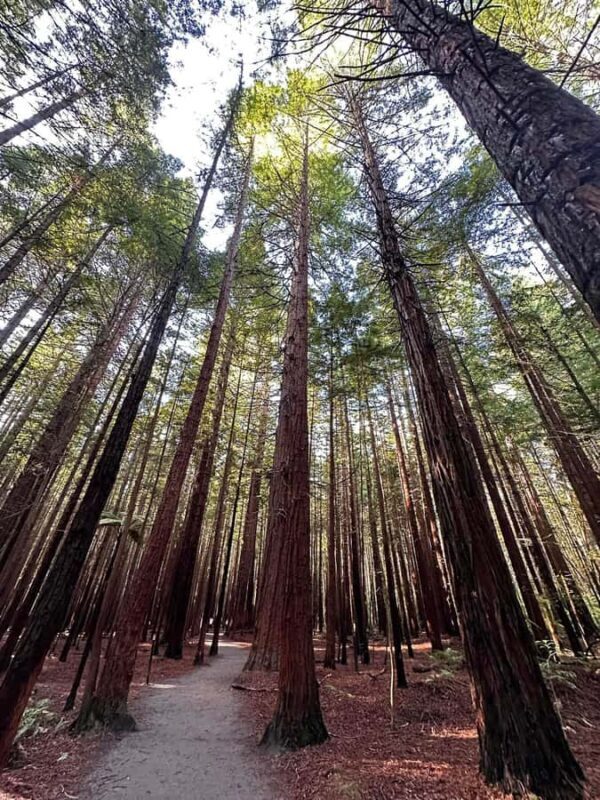 From Auckland: Rotorua Private Day Tour with Spa Experience - FAQs