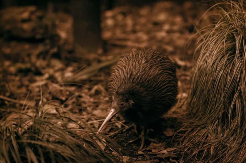 From Auckland: Waitomo Caves and Kiwi House Group Tour - An Honest Look at the Experience