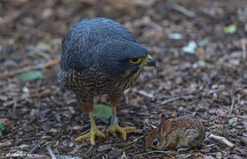 From Auckland: Waitomo Caves and Kiwi House Group Tour - The Scenic Return