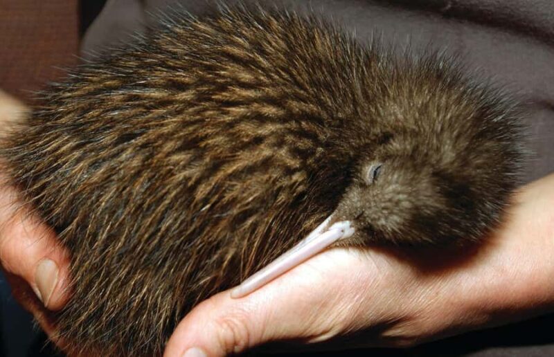 From Auckland: Waitomo Glow Worm Caves & Rotorua Tour - FAQ