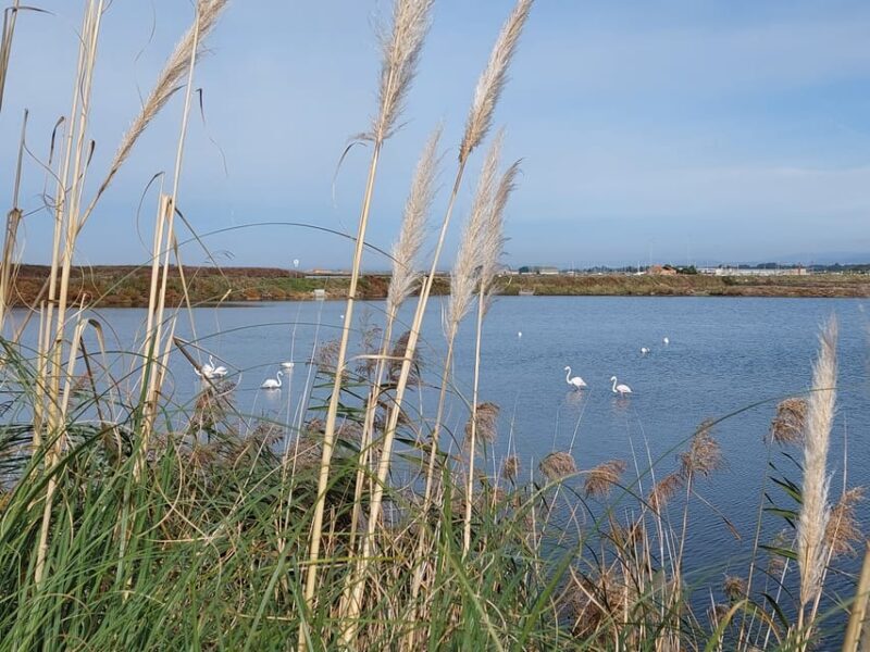 From Aveiro/Ilhavo: Barra, Costa Nova, and Vista Alegre Tour - Tasting Portugal’s Famous Pasteis de Nata