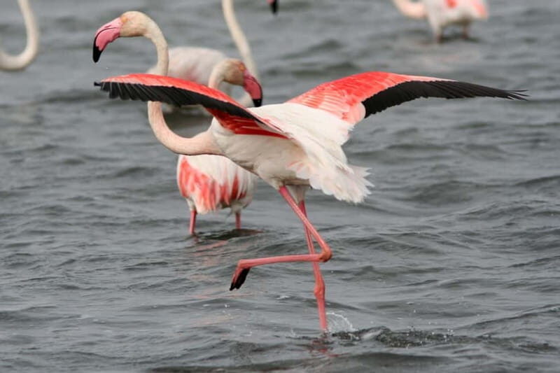 From Avignon: Camargue Tour with Pont de Gau Bird Park Entry - Authentic Feedback from Travelers