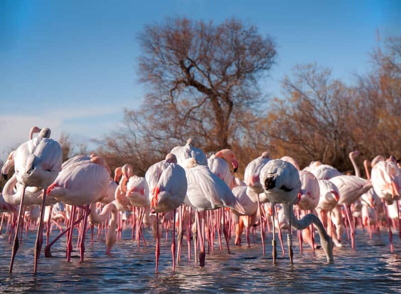 From Avignon: Camargue Tour with Pont de Gau Bird Park Entry - Who Is This Tour Best For?