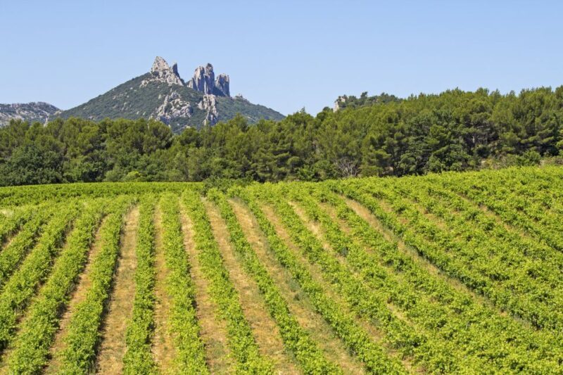 From Avignon: Half-Day Great Vineyards Tour - What You Can Expect from This Tour