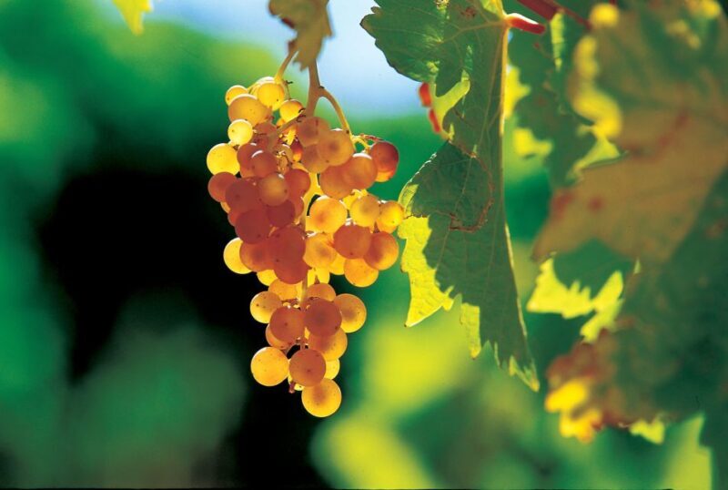 From Avignon: Half-Day Great Vineyards Tour - FAQs