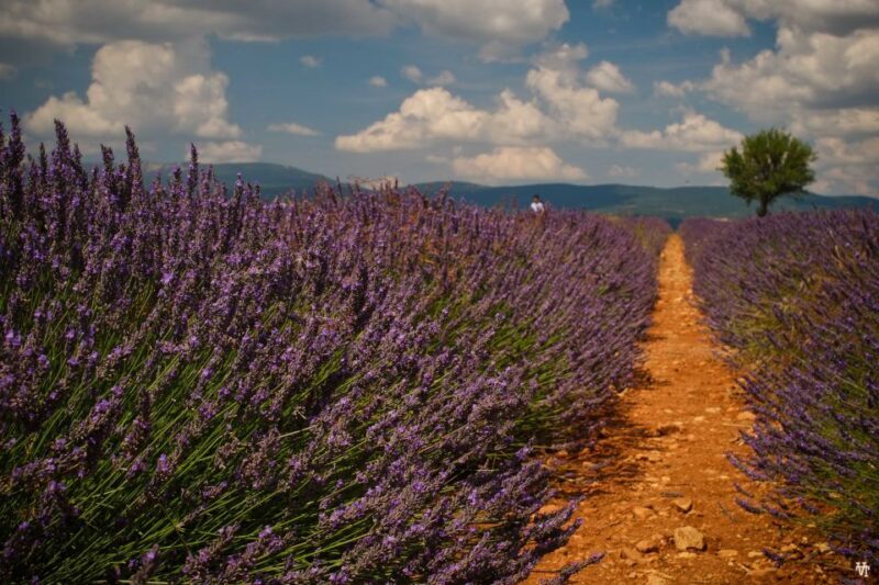 From Avignon: Lavender Fields & Luberon Village Guided Tour - What to Expect on the Tour