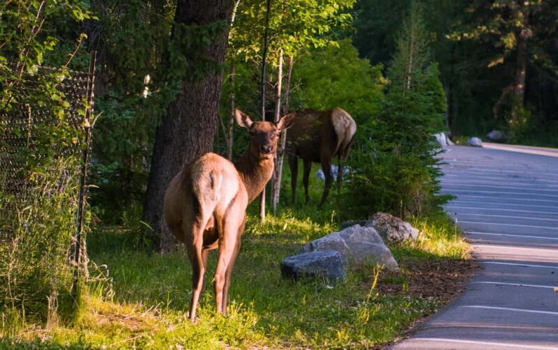 From Banff/Canmore: Banff National Park Guided Day Tour - Exploring the Itinerary in Detail