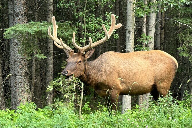 From Banff: Shuttle Service to Moraine Lake & Lake Louise - A Detailed Look at the Shuttle Service