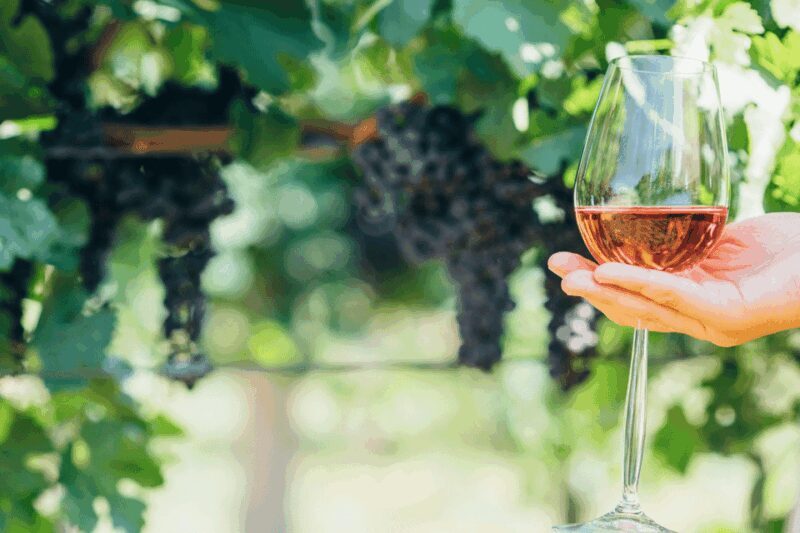 From Barcelona: Kosher Jewish Wine Tour - What Is This Tour Really About?