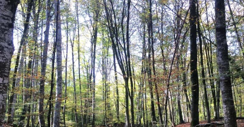 From Barcelona: Medieval Villages and Volcanic Hiking Tour - The Full Experience: What You Can Expect