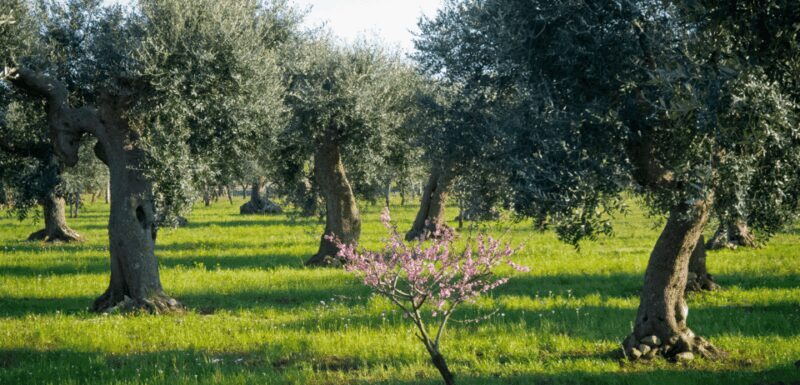 From Bari: 6-Day Puglia and Matera Tour with Accomodation - Final Thoughts