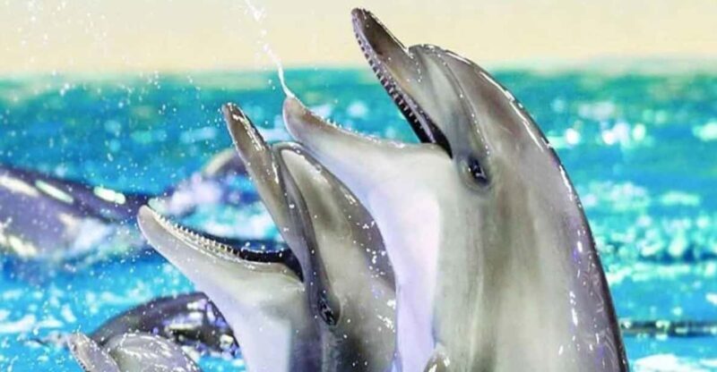 From Belek: Dolphin Show with Transfers - What to Expect When You Book This Dolphin Show