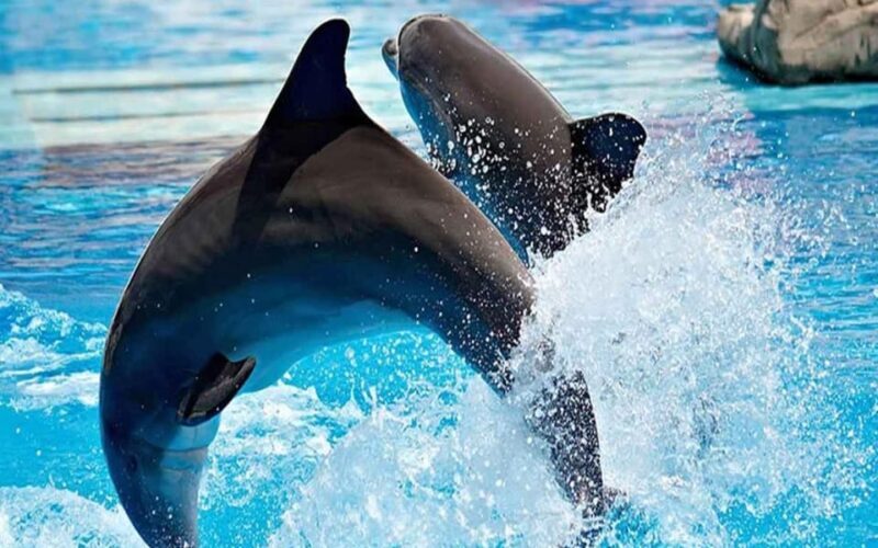 From Belek: Dolphin Show with Transfers - Frequently Asked Questions