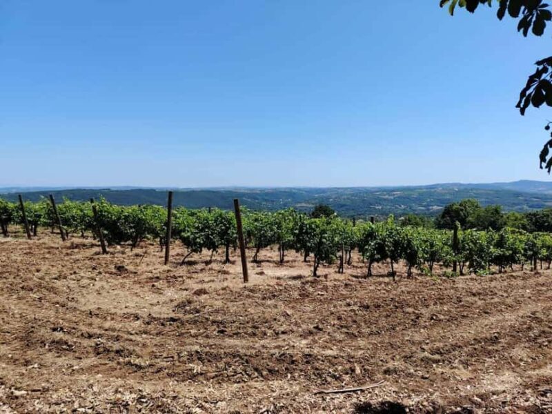 From Belgrade: Serbian Royal Legacy & Wine Day Trip - The Practical Side: Price, Timing, and Experience