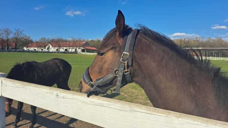 From Belgrade: Visit Subotica and stunning Zobnatica Stables - Final Thoughts
