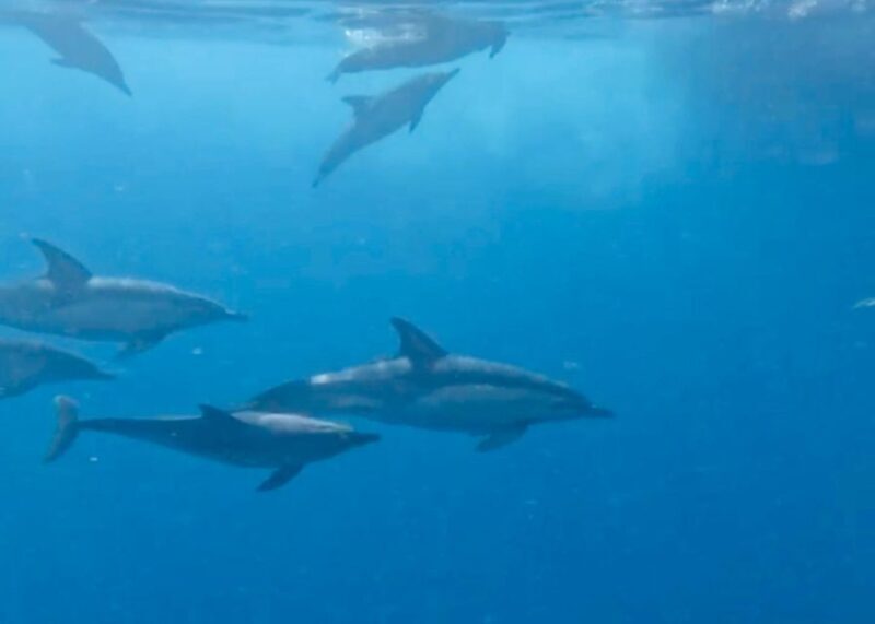 From Benalmádena & Torremolinos: Dolphin Watch Boat Trip - Who Is This Tour Best For?