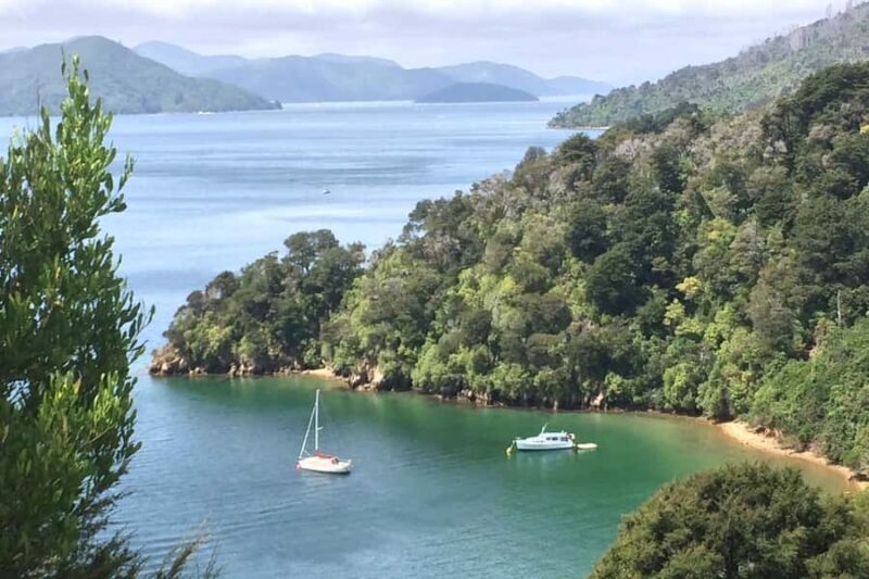 From Blenheim/Picton: Marlborough Gourmet Wine Tasting Tour - Price and Value