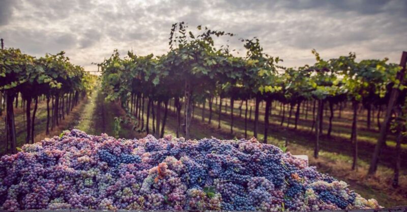 From Bologna: Wine Tasting and Vineyard Tour - Key Points